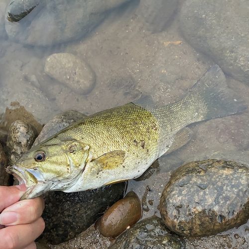 スモールマウスバスの釣果