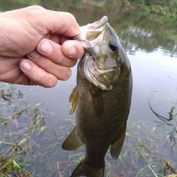 スモールマウスバス