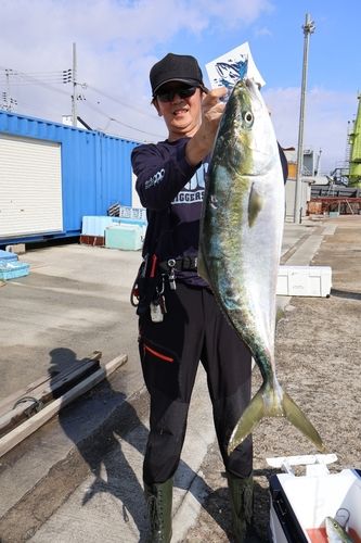 ブリの釣果