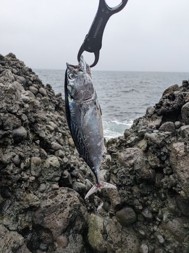 越前海岸