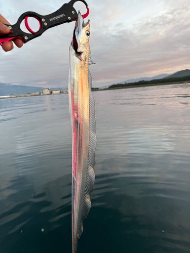 タチウオの釣果