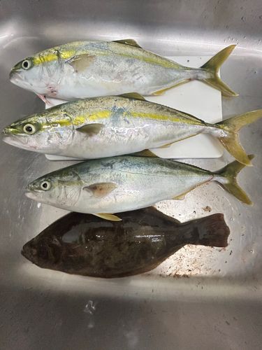 フクラギの釣果