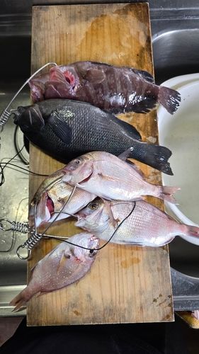 グレの釣果