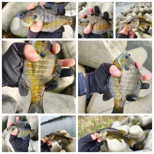 ラージマウスバスの釣果