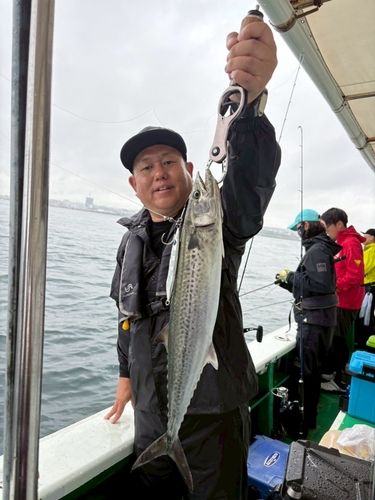 サワラの釣果