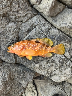 キジハタの釣果