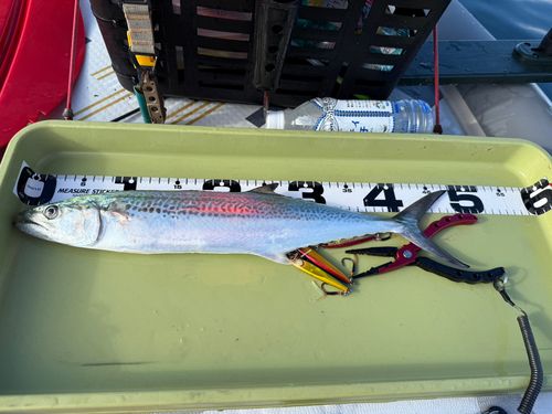 サゴシの釣果