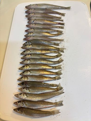 キスの釣果