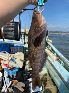 アイナメの釣果