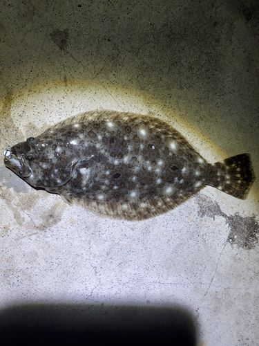 表浜名湖