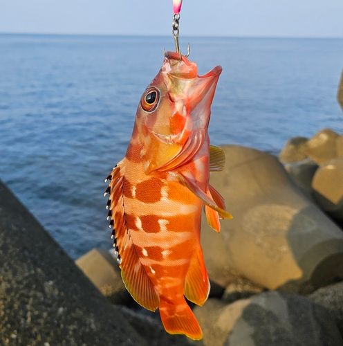アカハタの釣果
