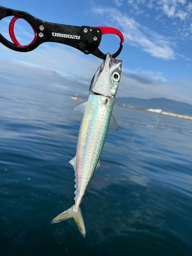 ゴマサバの釣果