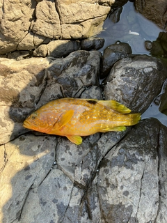 キジハタの釣果