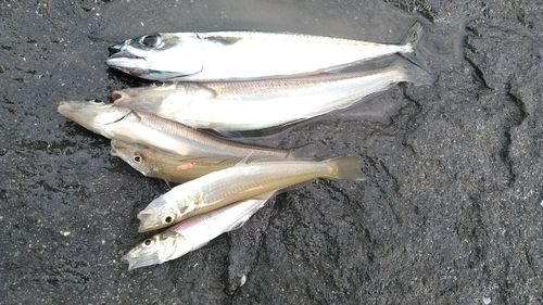 シロギスの釣果