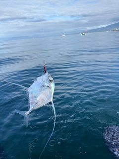 イトヒキアジの釣果