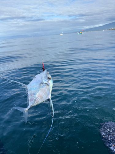イトヒキアジの釣果