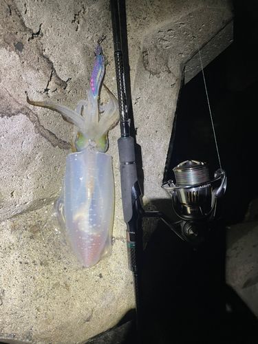 キジハタの釣果