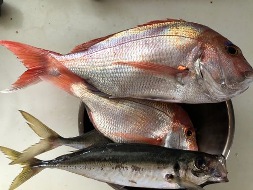 タイの釣果