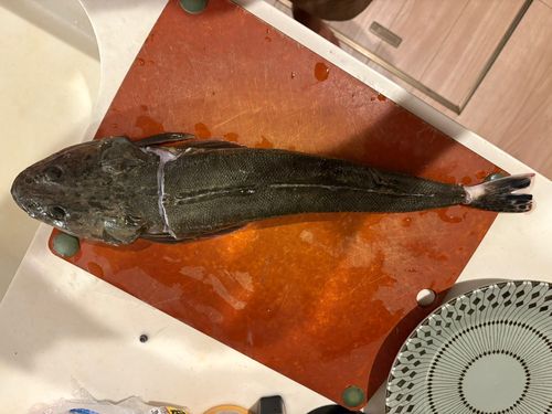 マゴチの釣果