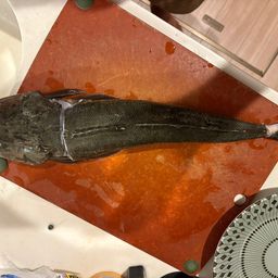 マゴチ