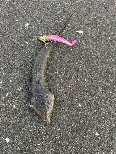 ネズミゴチの釣果