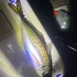 アジ