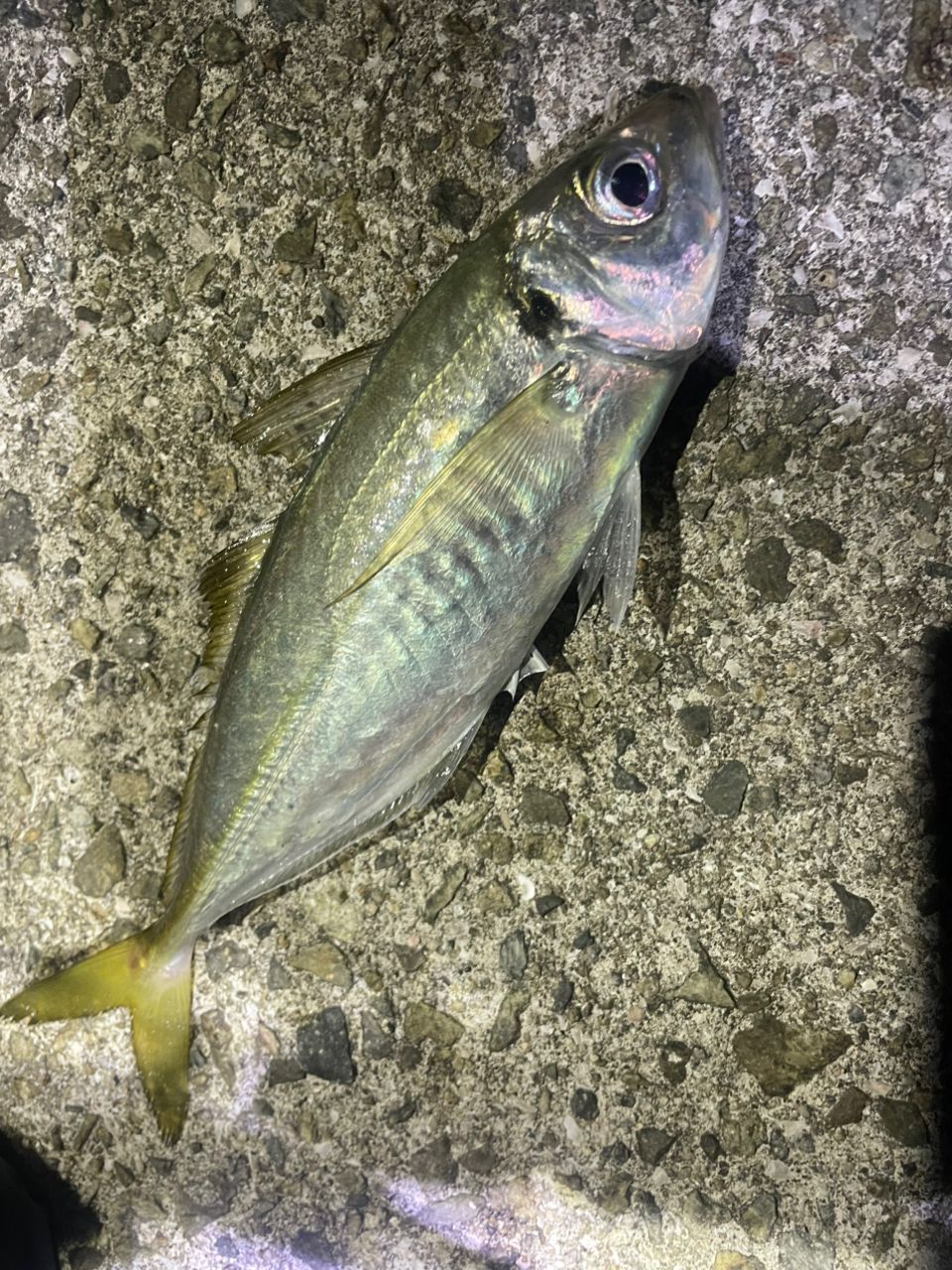 アジ
