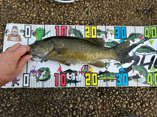 スモールマウスバスの釣果