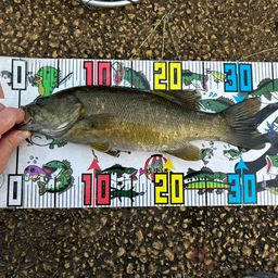 スモールマウスバス