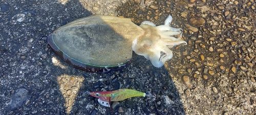 コウイカの釣果