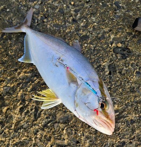 ネイリの釣果