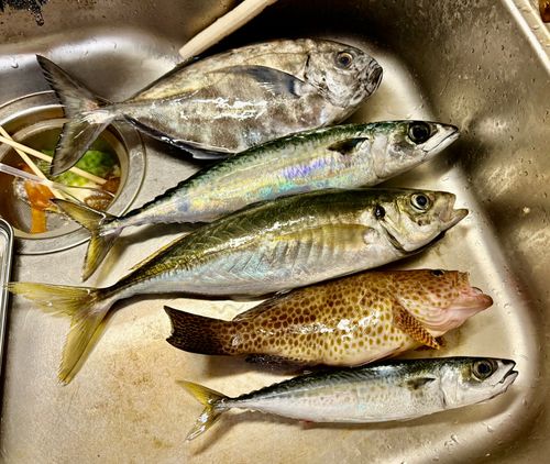 オキアジの釣果