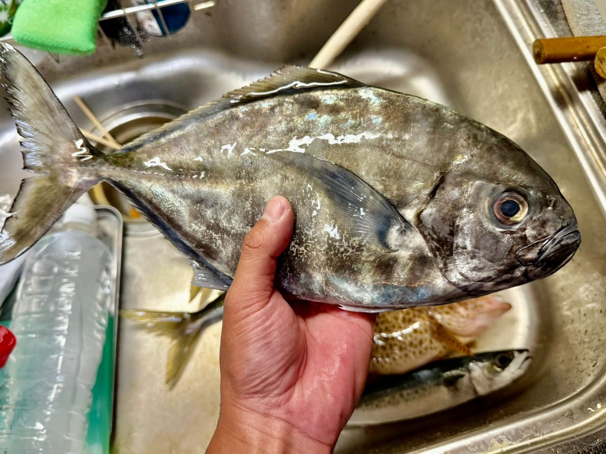 あつさんさんの釣果 2枚目の画像