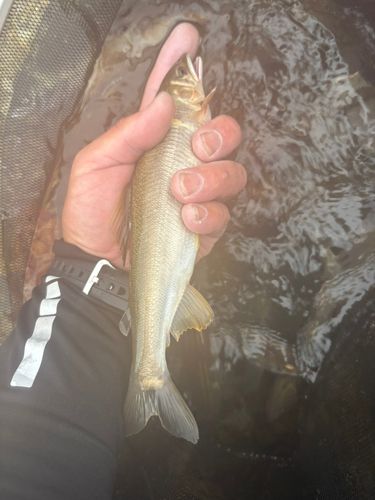 アユの釣果