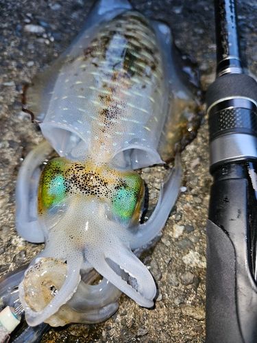 アオリイカの釣果