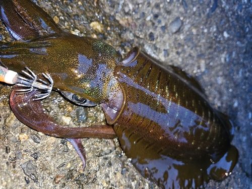 アオリイカの釣果