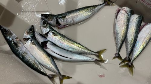 サバの釣果