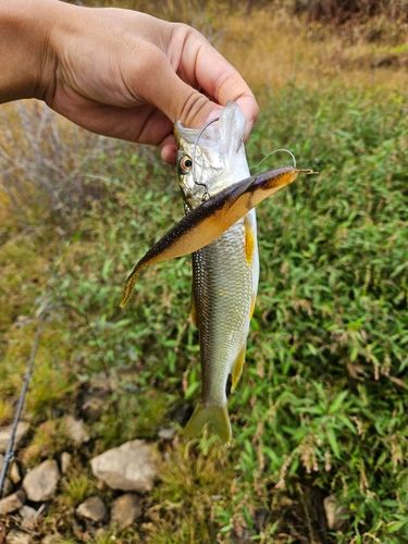 田瀬湖