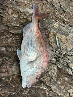 タイの釣果