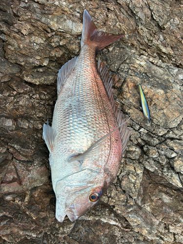 タイの釣果