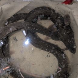 ウナギ