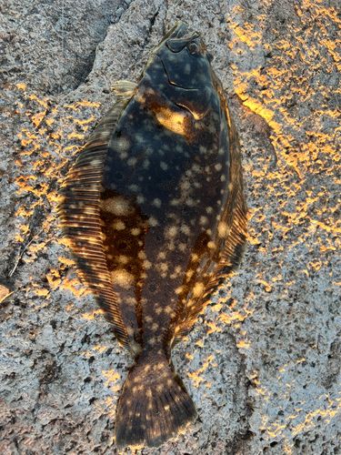 ヒラメの釣果