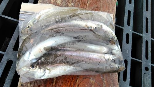 シロギスの釣果