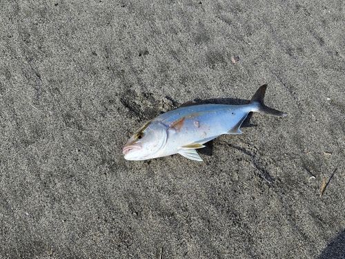 ショゴの釣果
