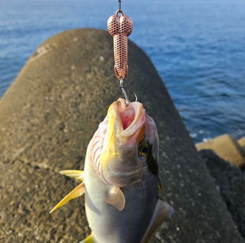 ネイリの釣果