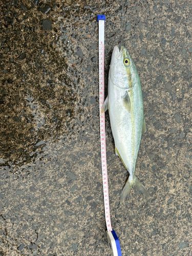 イナダの釣果