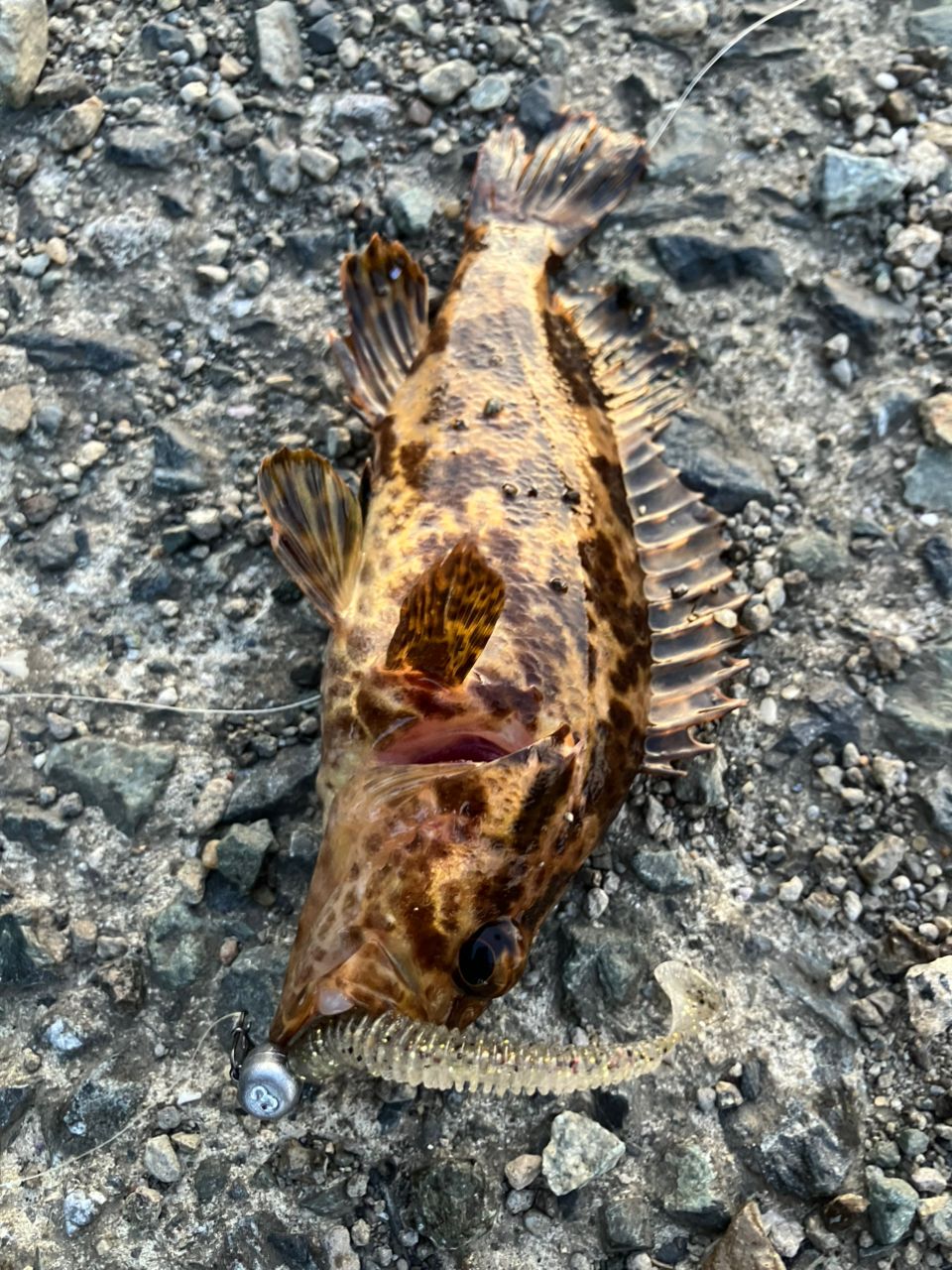 タケノコメバル