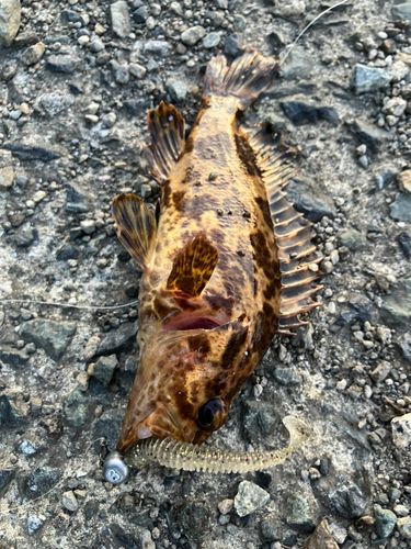 タケノコメバルの釣果