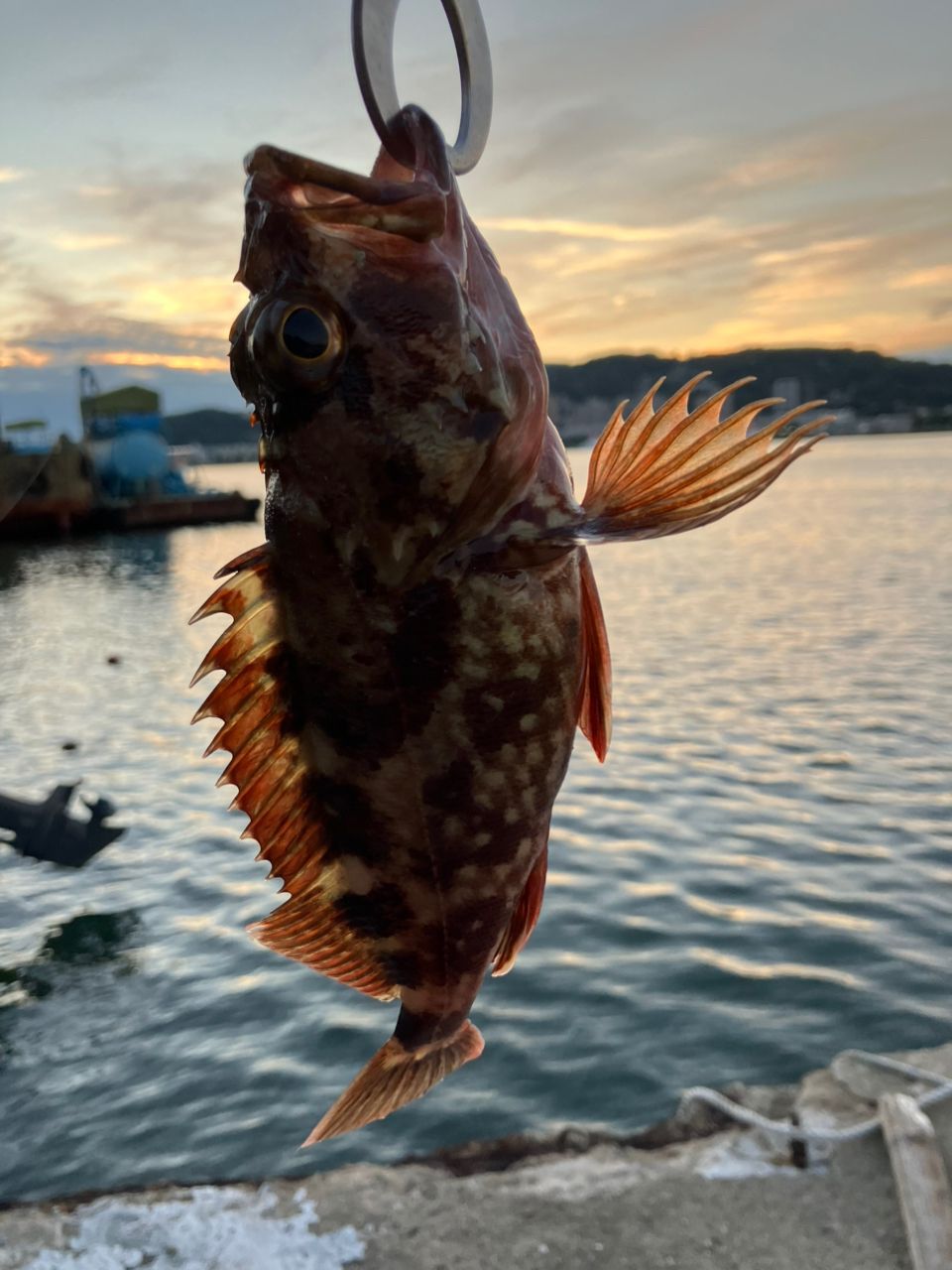 タケノコメバル