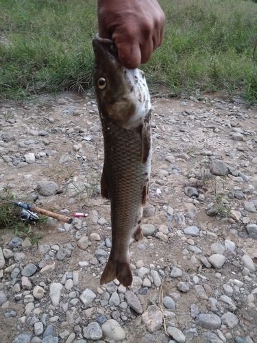 ニゴイの釣果